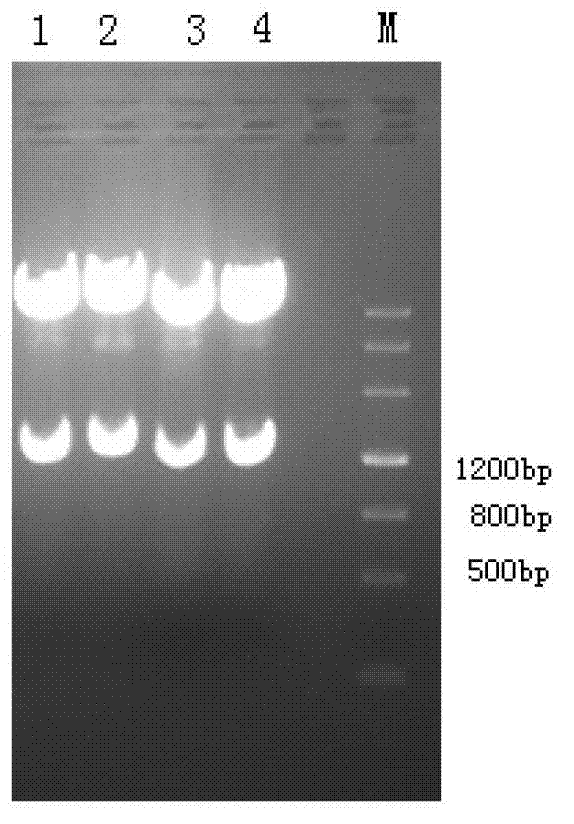 Purification method in preparation of methicillin staphylococcus aureus-resistant recombinant genetic engineering vaccine candidate antigen I12C