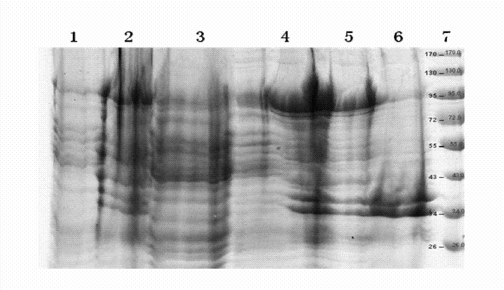 Purification method in preparation of methicillin staphylococcus aureus-resistant recombinant genetic engineering vaccine candidate antigen I12C