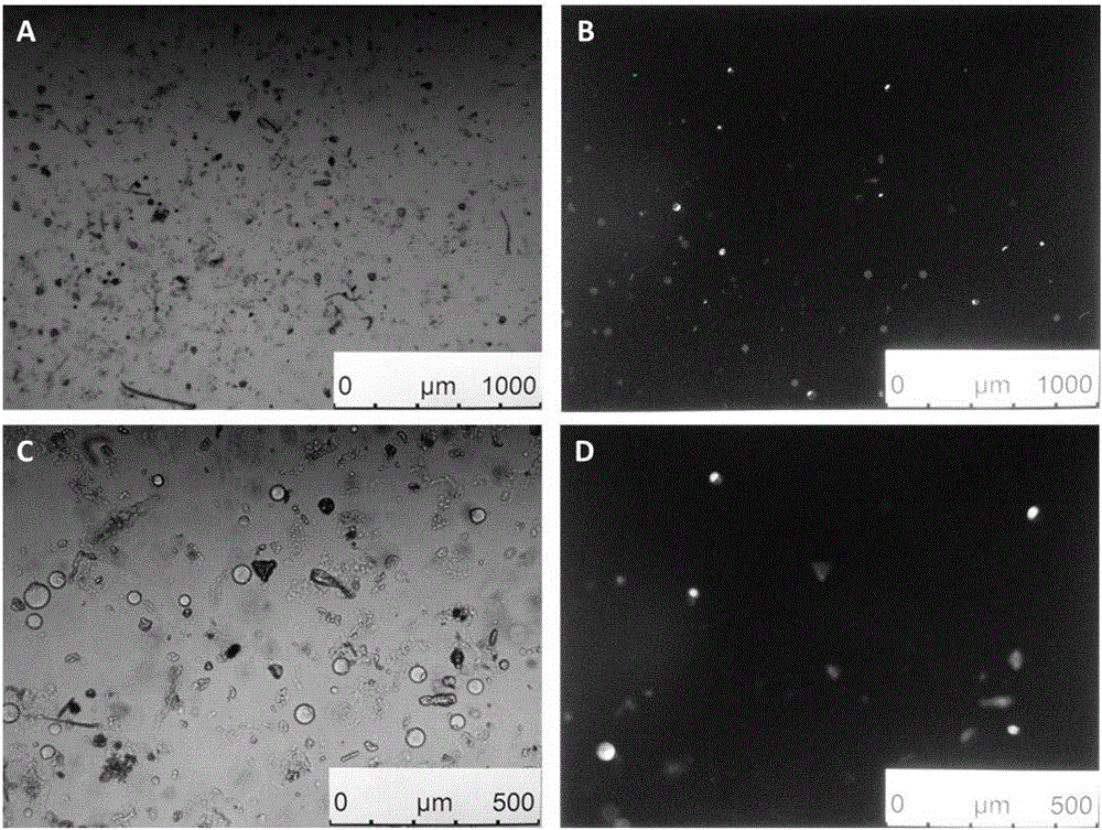 Camellia sinensis flower protoplast, preparation method therefor and application thereof