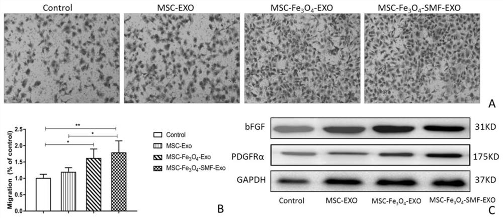 Application of magnetic exosome to preparation of wound repairing or wound healing product