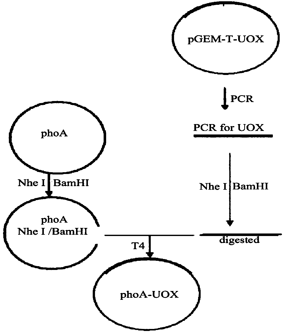 Nucleotide sequence and expression vector of encoded recombinant urate oxidase protein