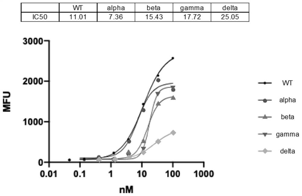 Coronavirus neutralizing effect protein and application thereof