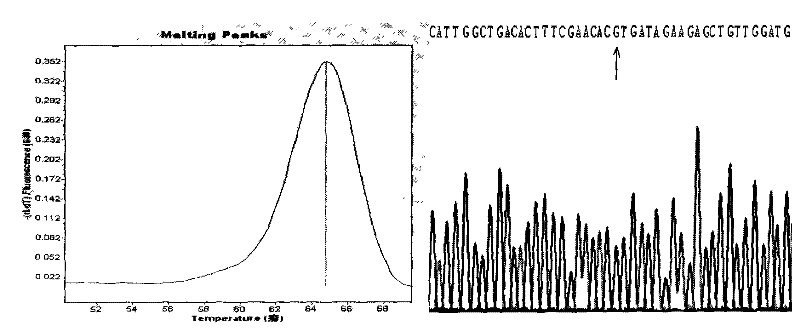 Kit for detecting human BDNFmet gene variation