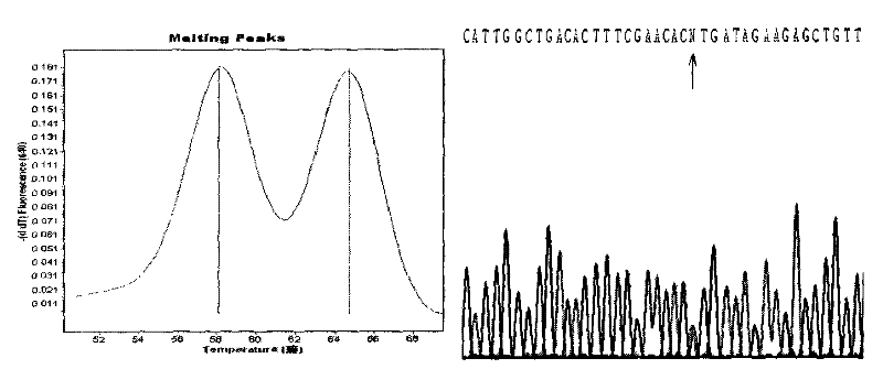 Kit for detecting human BDNFmet gene variation