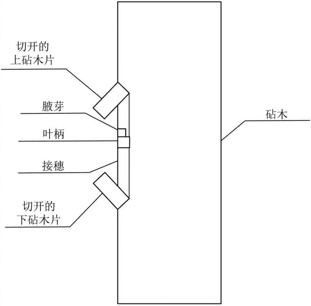 A method for grafting and replanting mature cocoa trees