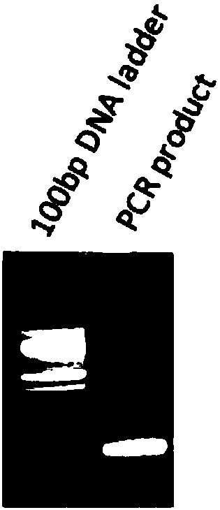 HER2 gene fluorescent in-situ hybridization probe as well as preparation method and application thereof