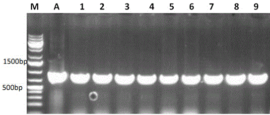 Compound porcine alpha interferon gene and synthetic method thereof