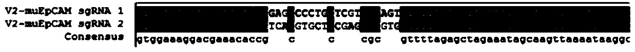 EpCAM gene humanized mouse tumor cell model as well as construction method and use thereof