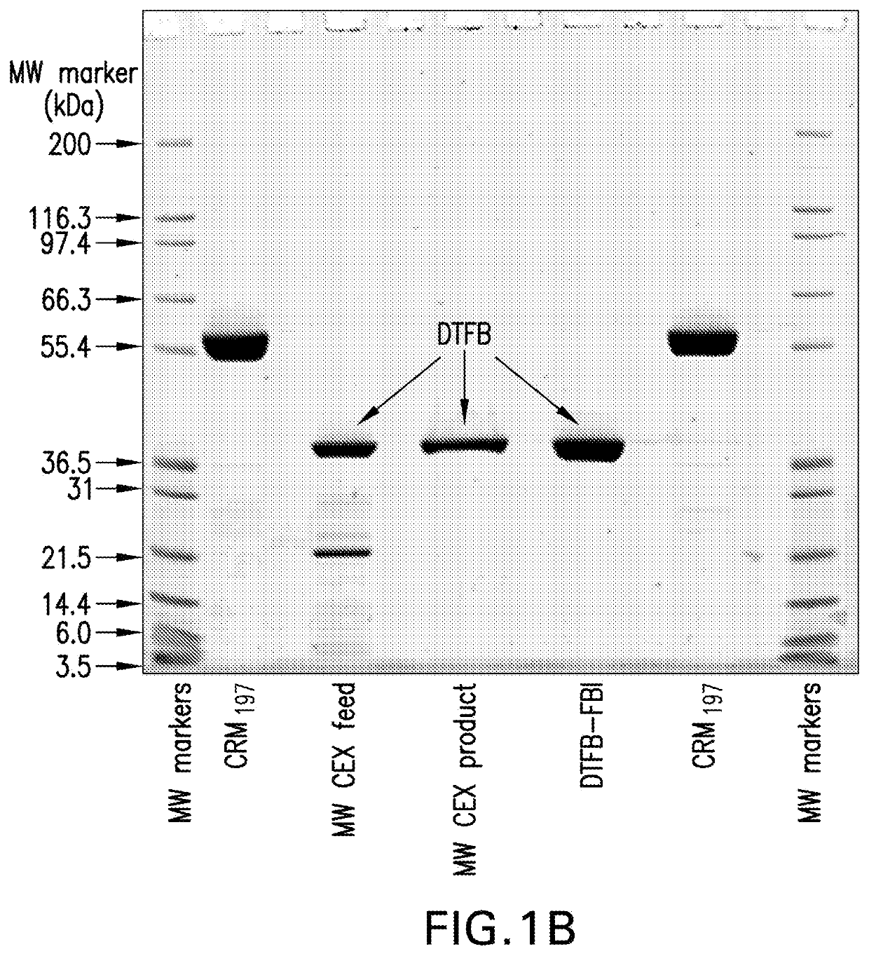 Pneumococcal conjugate vaccine formulations