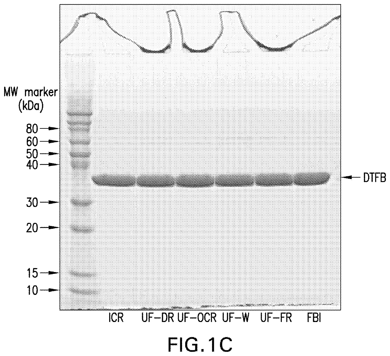 Pneumococcal conjugate vaccine formulations