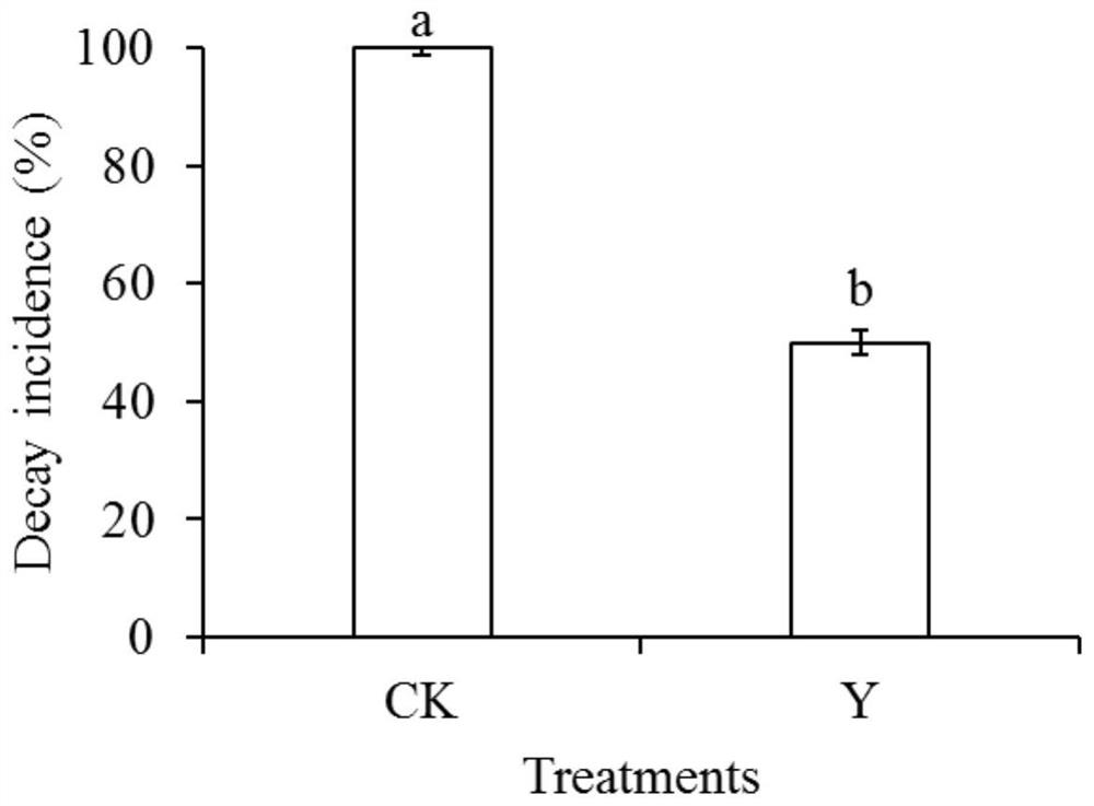 Application of Wickerhamomyces anomalus in postharvest disease control, storage and fresh-keeping of tomatoes