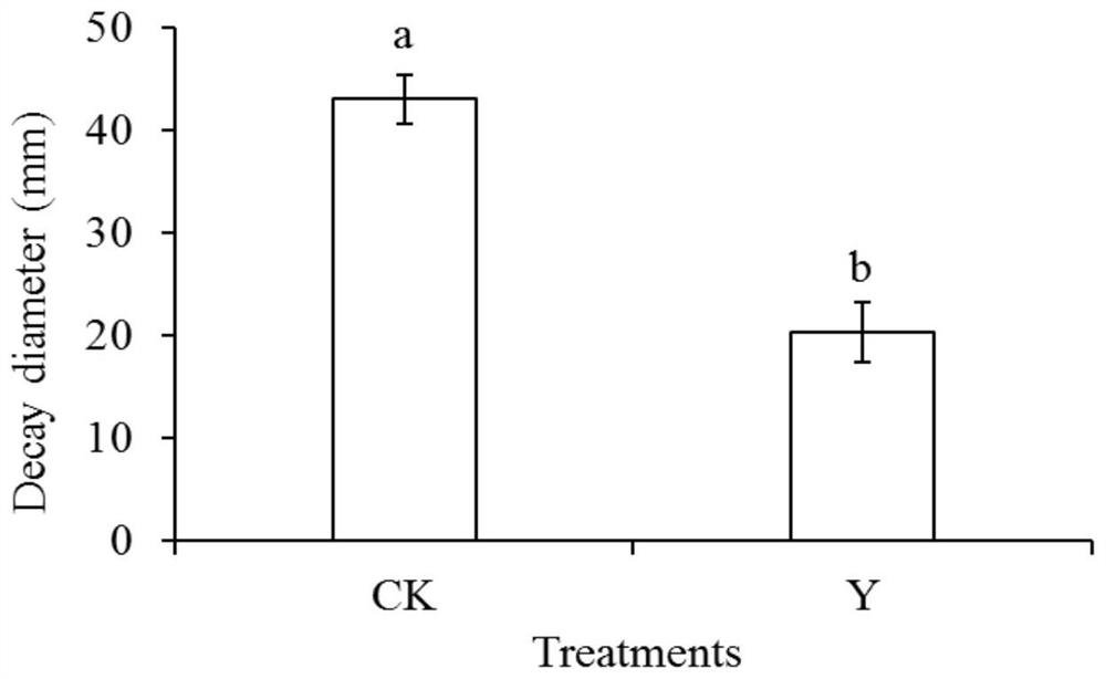 Application of Wickerhamomyces anomalus in postharvest disease control, storage and fresh-keeping of tomatoes