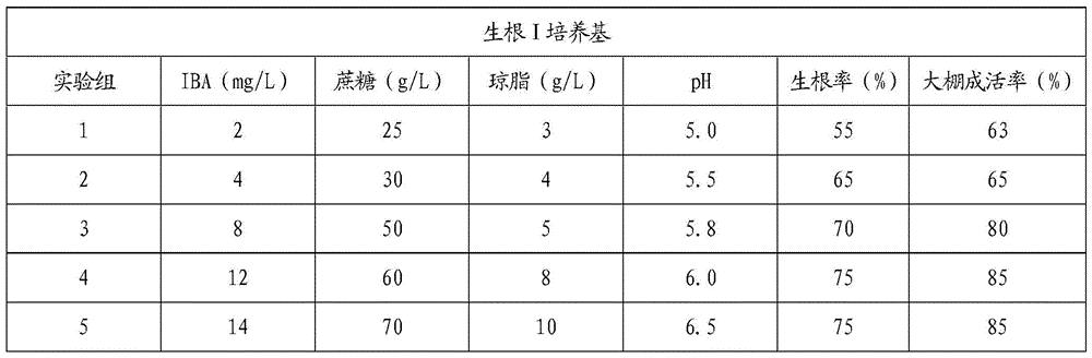 The rooting method of the strange walnut Ulak tissue culture seedling in the bottle