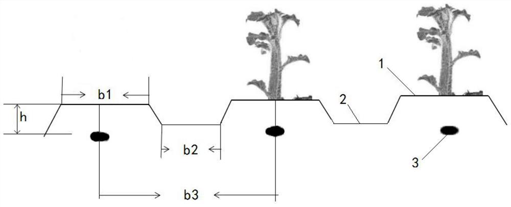 A high-yield and water-saving cultivation method for potatoes in high-temperature and dry areas