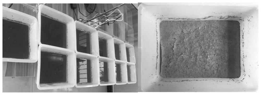 Method for promoting artificial rapid cultivation of biological crust by using functional microbial agent