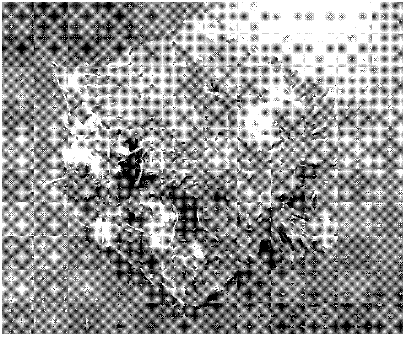 Preparation method for multielement mixed regenerated fiber enhanced regenerated concrete