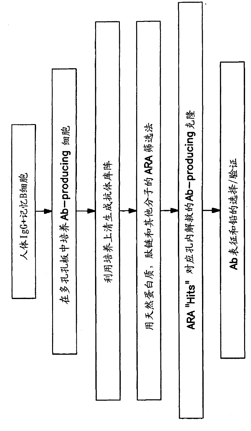 Methods and compositions for discovery of target-specific antibodies using antibody repertoire array (ARA)