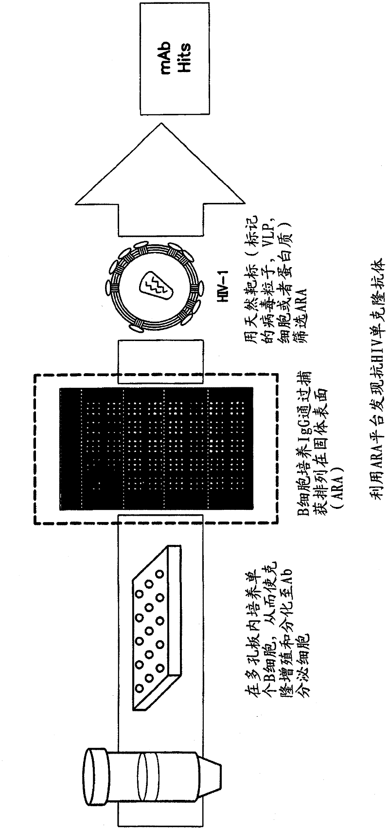 Methods and compositions for discovery of target-specific antibodies using antibody repertoire array (ARA)