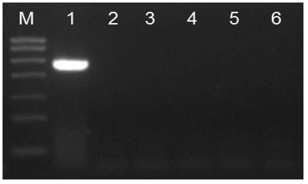 RT-PCR kit for detection of poultry source pedigree H3N2 subtype canine influenza virus and application thereof