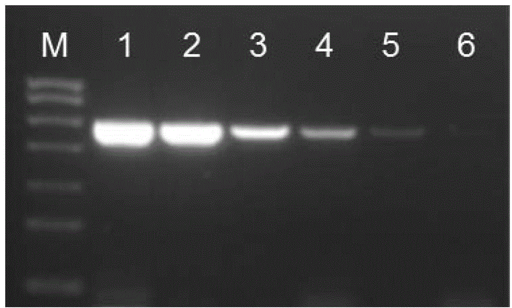 RT-PCR kit for detection of poultry source pedigree H3N2 subtype canine influenza virus and application thereof