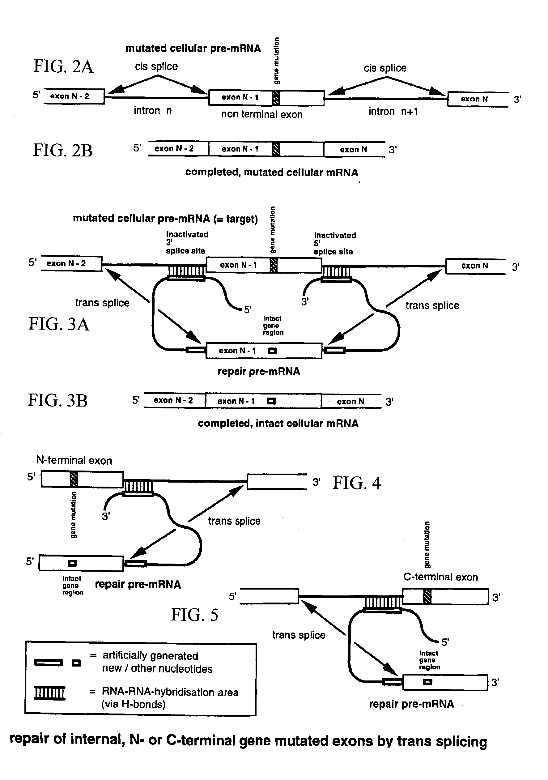 Method for the repair of mutated RNA from genetically defective DNA and for the specific destruction of tumor cells by RNA trans-splicing, and a method for the detection of naturally trans-spliced cellular RNA