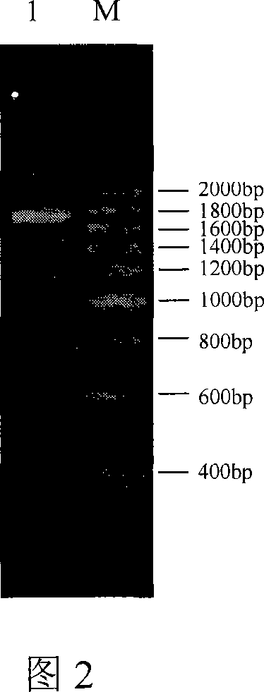 Recombinant fowl pos virus vaccine rFPV 1218AIH5/H9 and its construction process and use