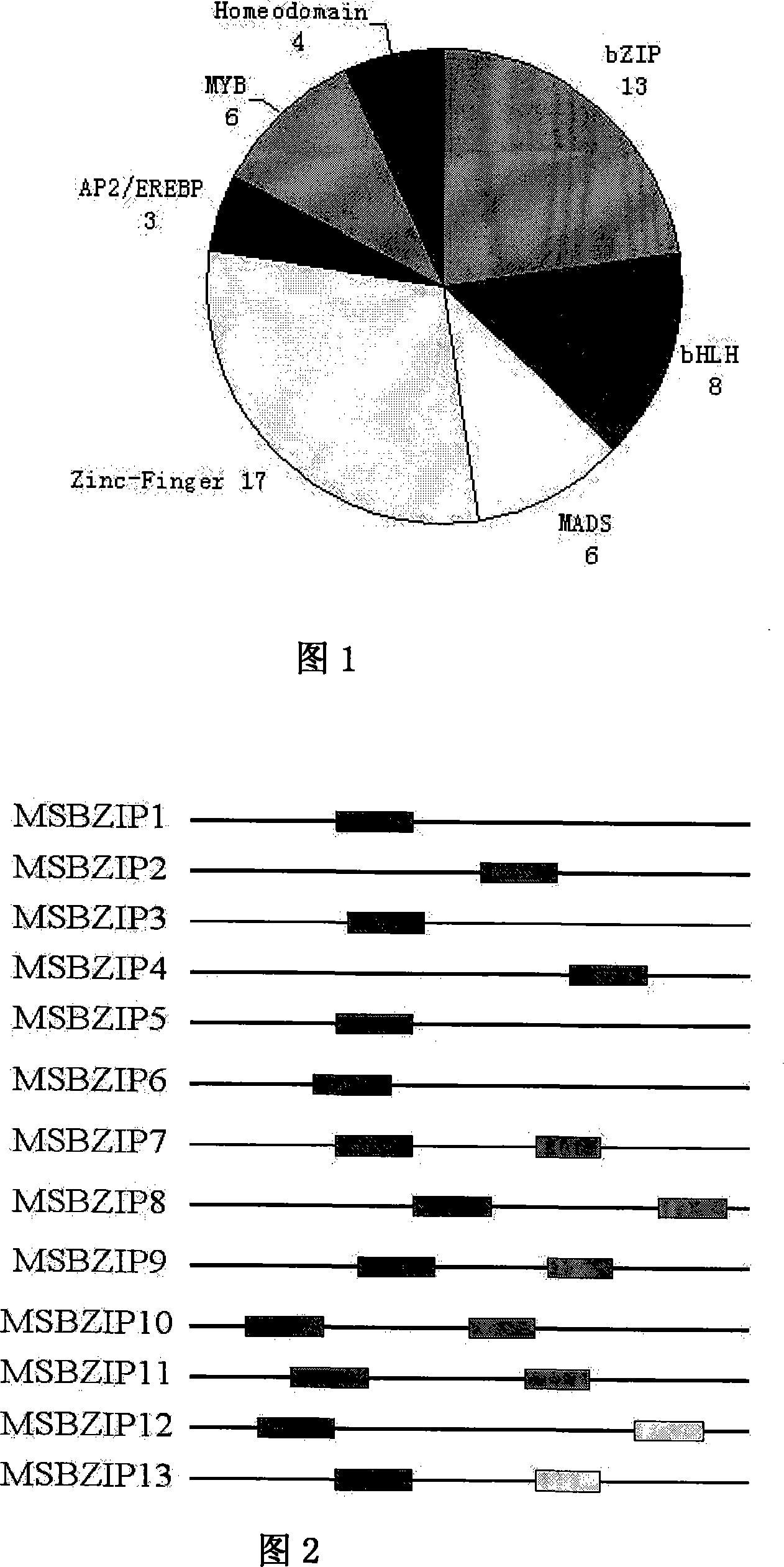 bzip transcription factor related to corn kernel growth, its coding gene and gene expression