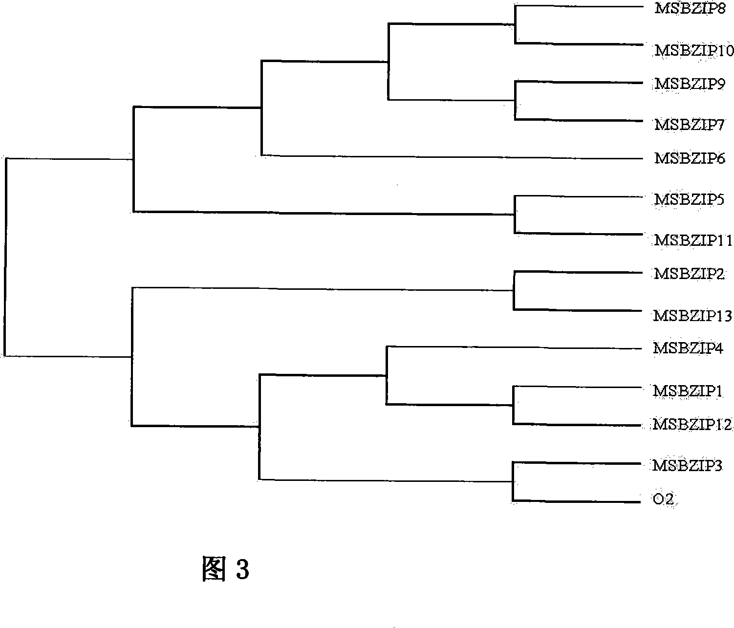 bzip transcription factor related to corn kernel growth, its coding gene and gene expression