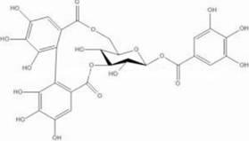 Method for preparing corilagin through matsumura leafflower herb