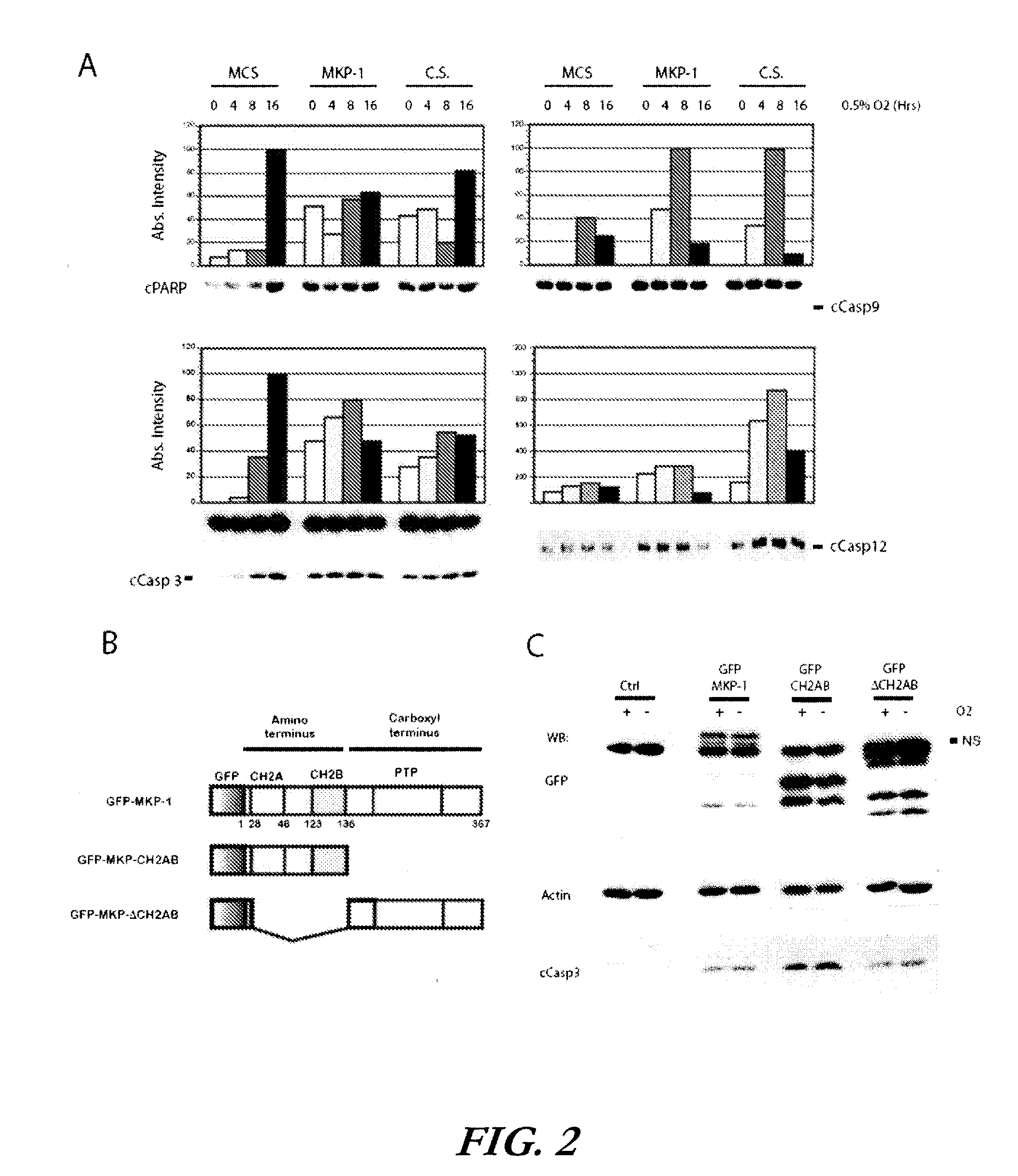 Methods of treatment and screening assays for hif-1alpha regulation