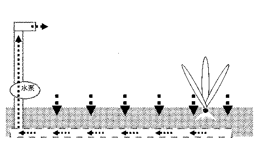 Water purifying microbial ecosystem and application thereof