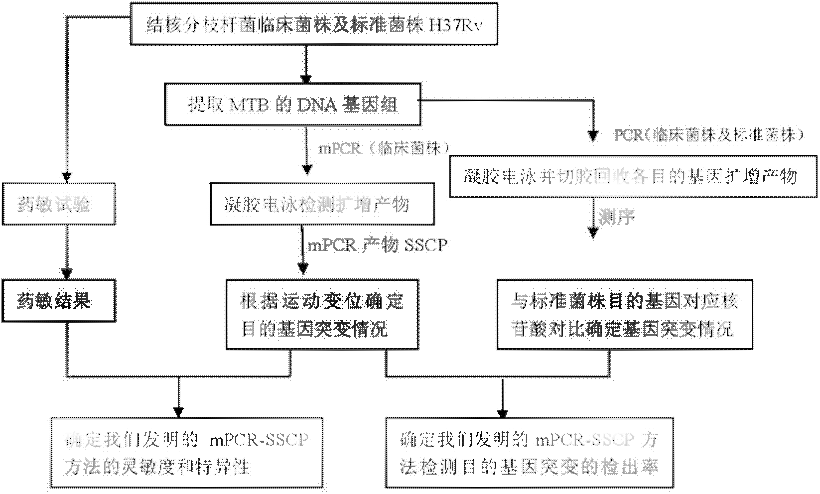 Method for detecting multi-drug resistance of Mycobacterium tuberculosis