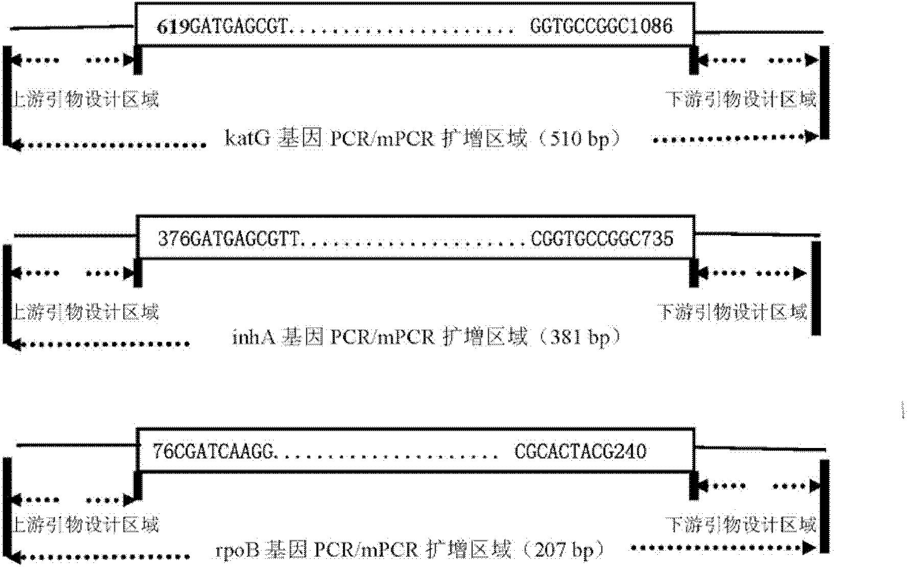 Method for detecting multi-drug resistance of Mycobacterium tuberculosis