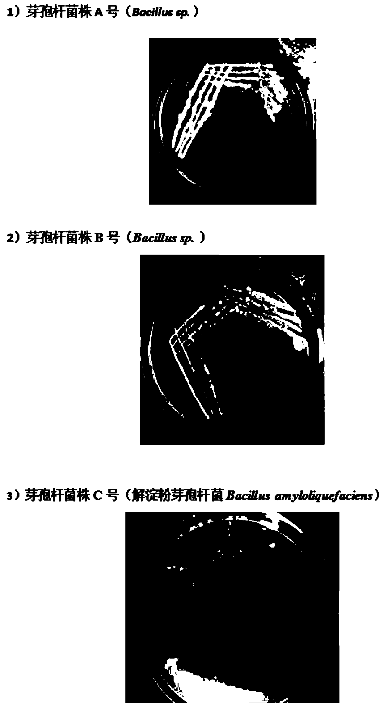 Compound bacterial agent for nitrogen reduction, and application and preparing method thereof