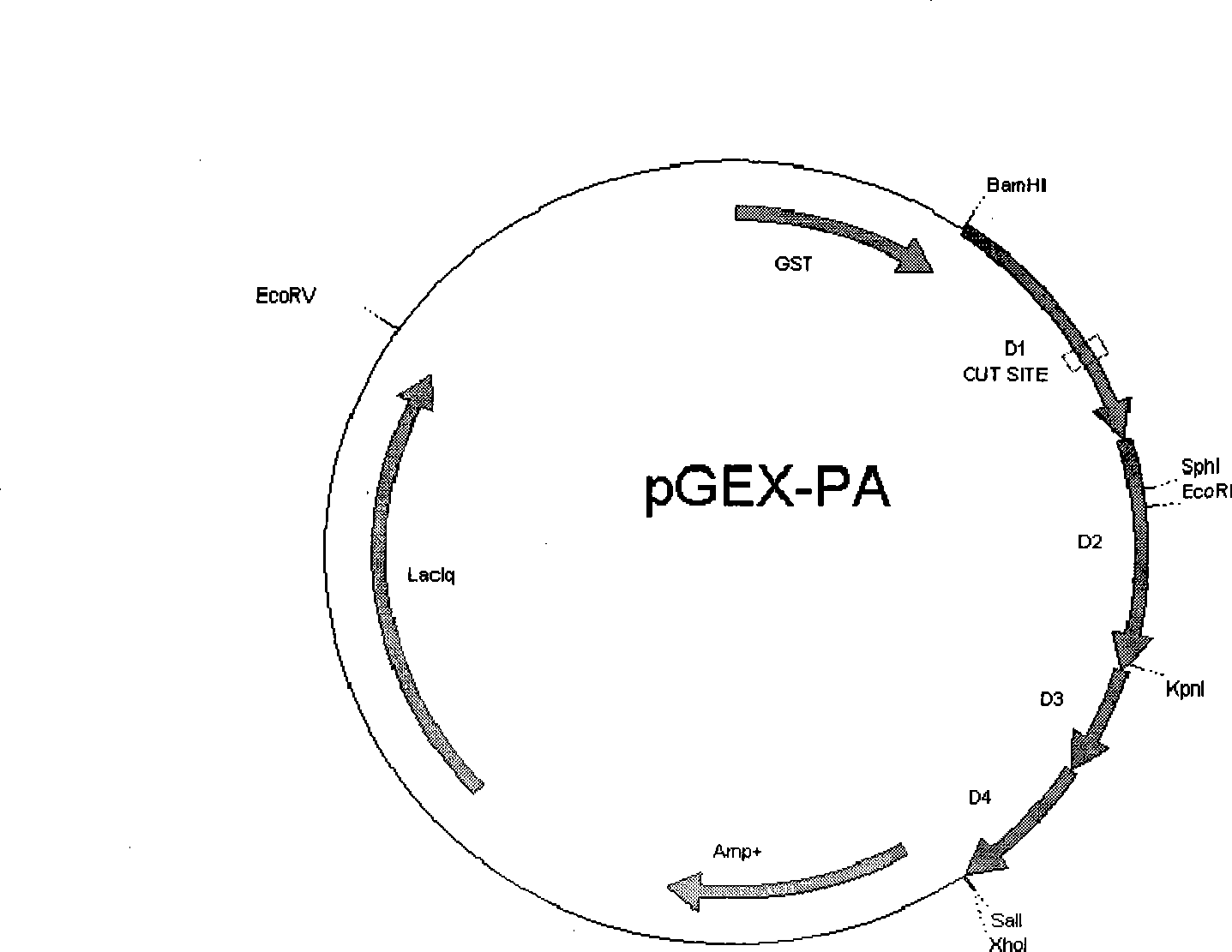 Protective antigen mutant of Bacillus anthracis