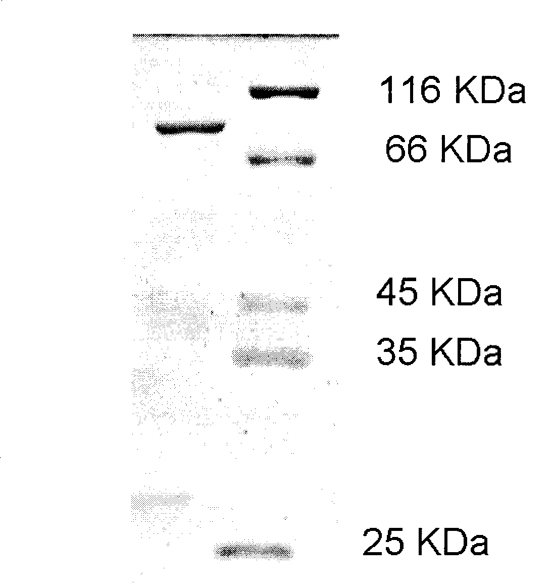 Protective antigen mutant of Bacillus anthracis