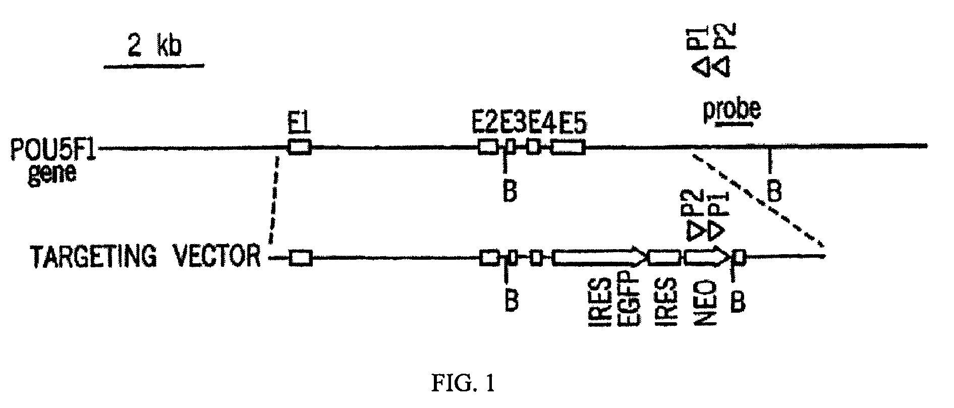 Composition comprising recombinant nucleic acid encoding Sox2, Oct-4, Nanog and Lin28