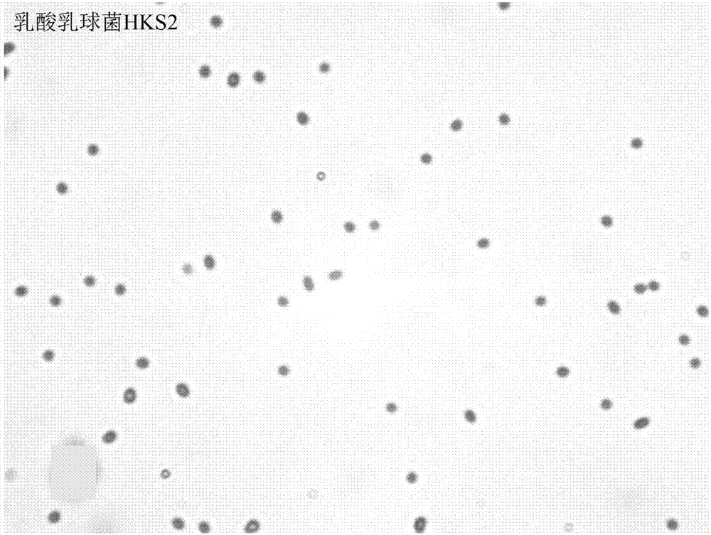 Lactococus lactis HKS2 having lactic acid activity and separating and screening method and application thereof