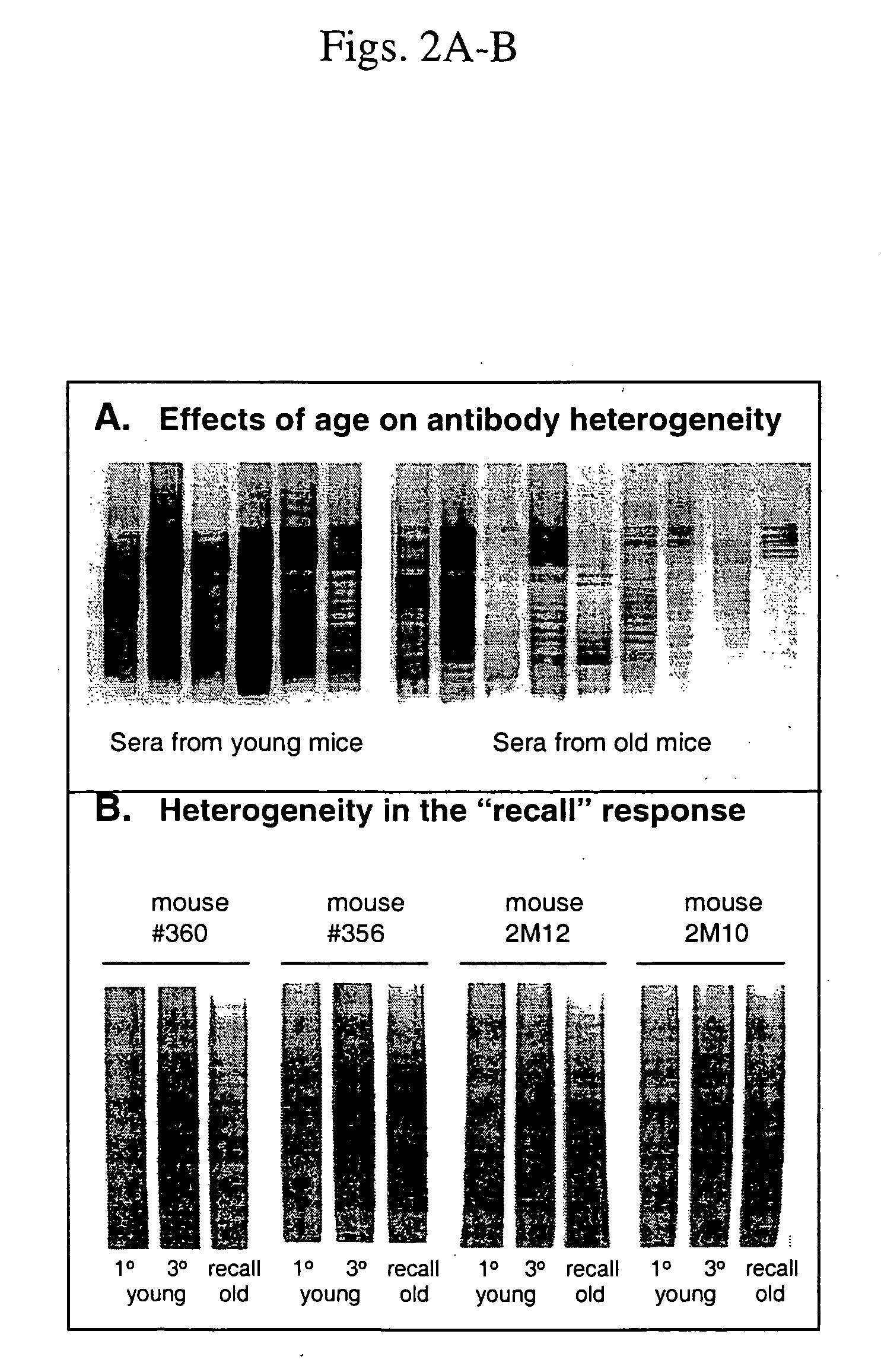 Methods and compositions to enhance immune responses via recall antigens