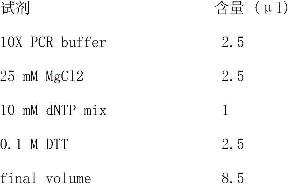 Tarim red deer antler c-myc gene and application thereof