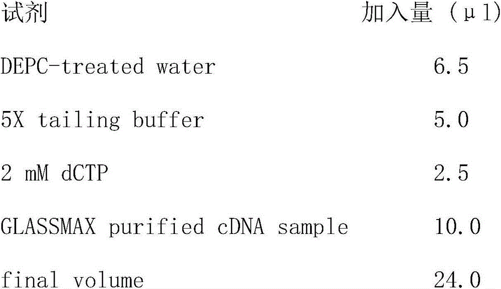 Tarim red deer antler c-myc gene and application thereof