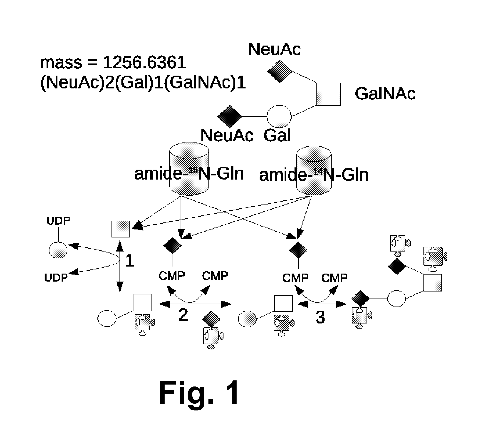 Method And System Using Computer Simulation For The Quantitative Analysis Of Glycan Biosynthesis