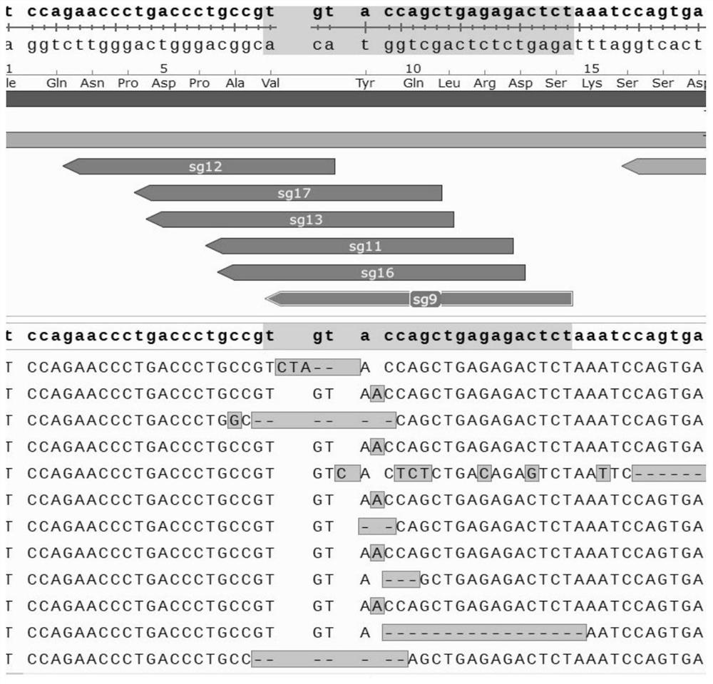 Modified immunologic effector cell and preparation method thereof