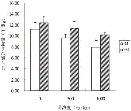 Glomus versiforme preparation and application thereof to restoration of contaminated soil