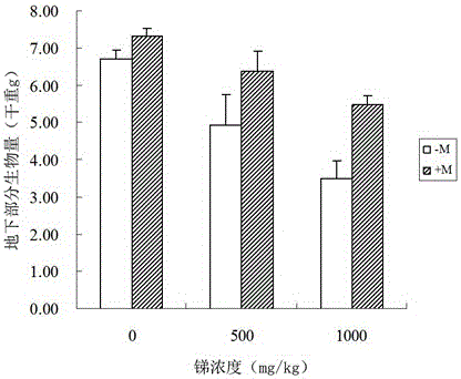 Glomus versiforme preparation and application thereof to restoration of contaminated soil