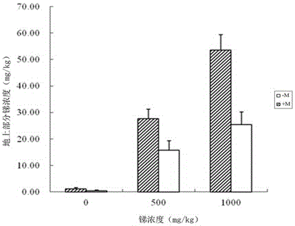 Glomus versiforme preparation and application thereof to restoration of contaminated soil