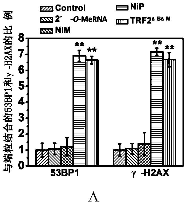 Application of Chiral Metal Supramolecular Compounds in the Preparation of Anti-tumor Stem Cell Drugs