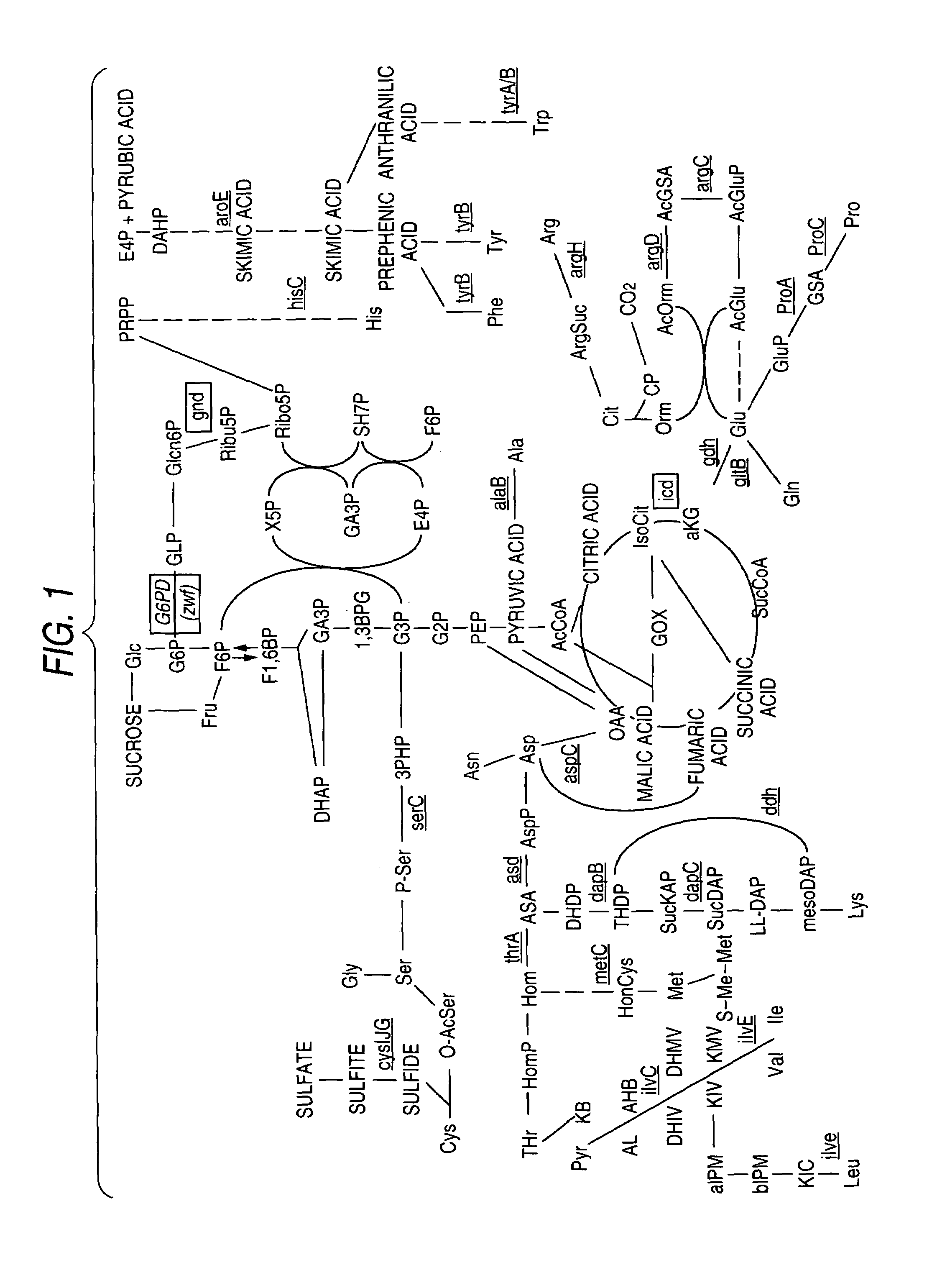 Glucose-6-phosphate dehydrogenase