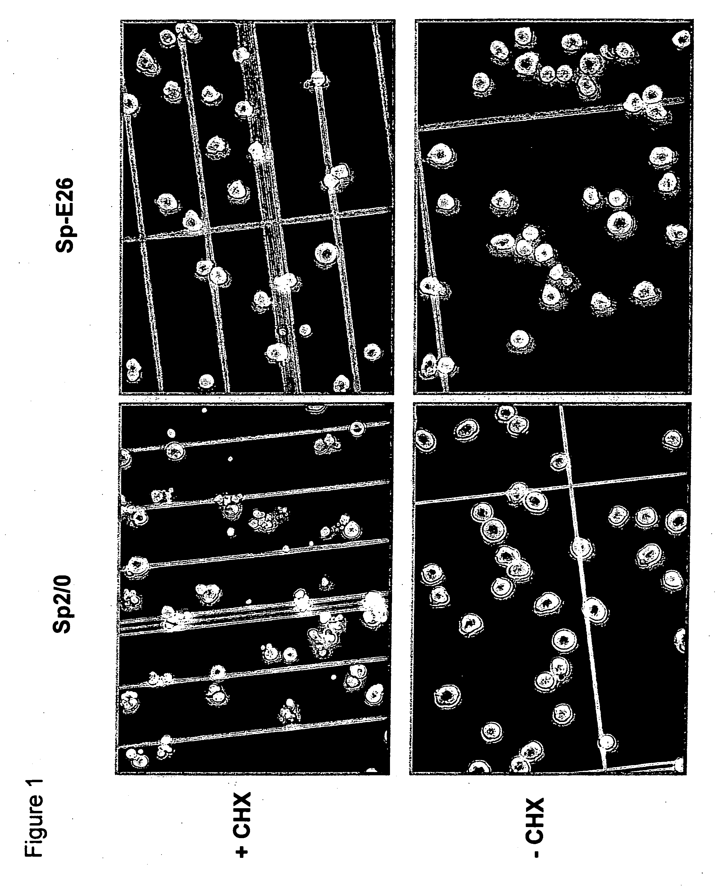 Methods and compositions for increasing longevity and protein yield from a cell culture