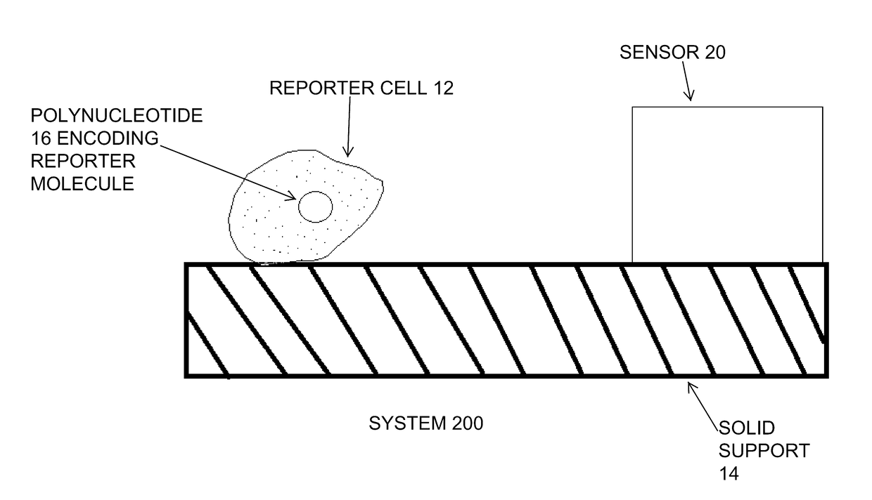 Method and device for detection of pseudomonas aeruginosa